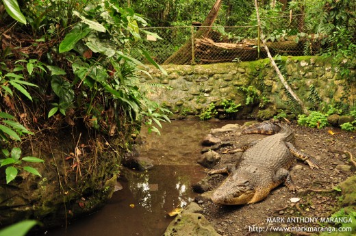 Crocodile at Philippine Eagle Center
