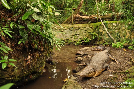 Crocodile at Philippine Eagle Center