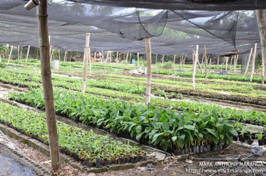 Davao Banana Culture Plantation