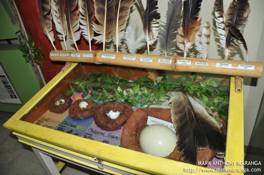 Feathers and Eggs of Different Birds