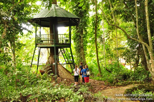 Foreigners to rest in the Tree House