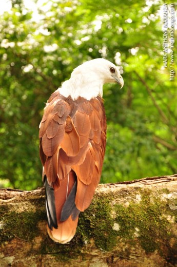 Free-flying eagle at the Philippine Eagle Center