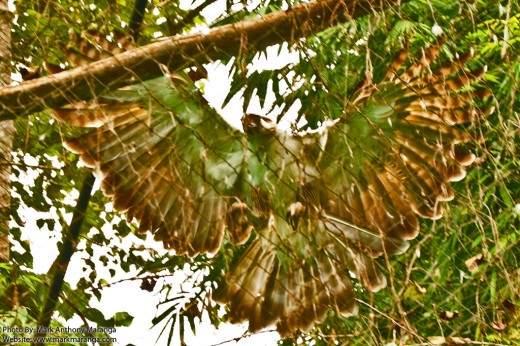 Full Span of a Philippine Eagle's Wings