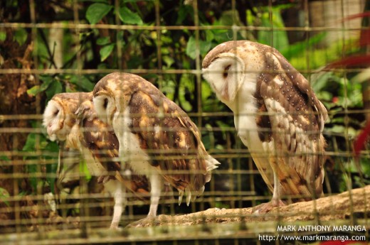 Grass Owl