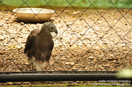 Grey Headed Fishing Eagle