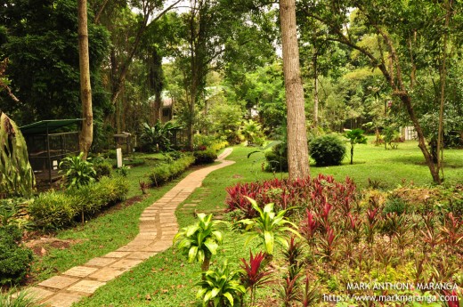 Landscape of Philippine Eagle Center