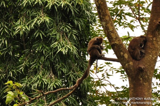 Long-tailed Macaque