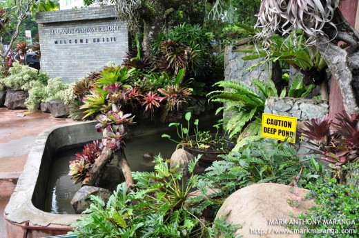 Malagos Garden Resort Fish Pond