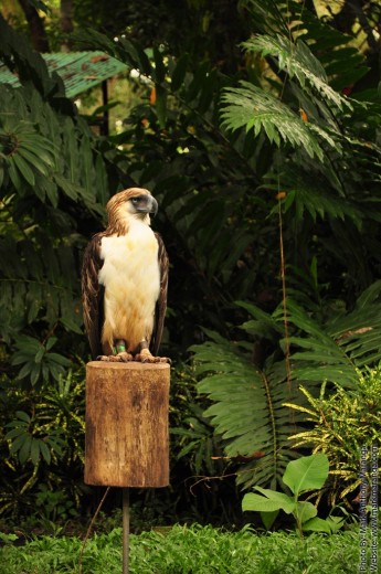 Philippine Eagle