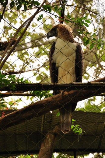 Philippine Eagle in a Cage