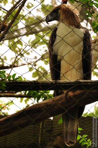 Philippine Eagle inside a Cage