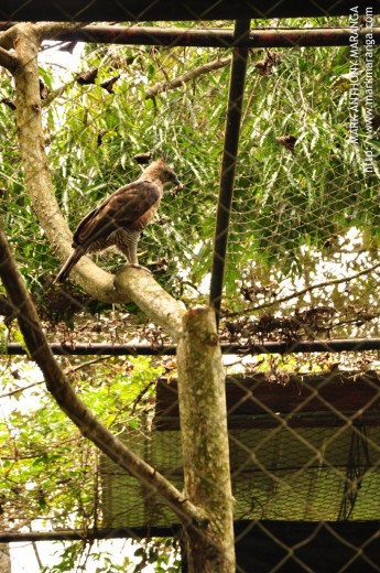 Pinsker's Hawk Eagle