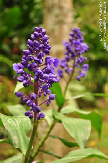 Purple Flower