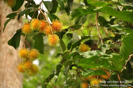 Rambutan