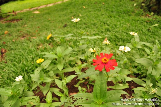 Red, White and Yellow Flowers