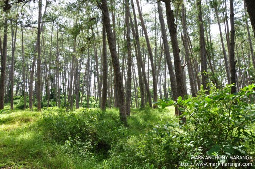 Tall Narra Trees at Kaamulan