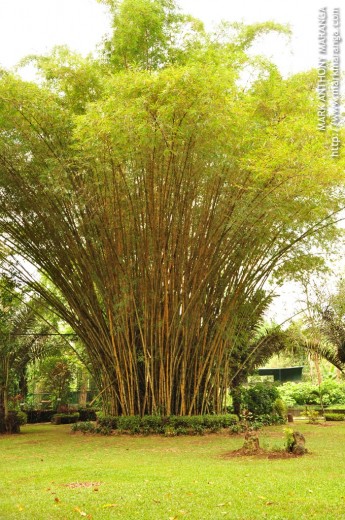 Tall set of Bamboos