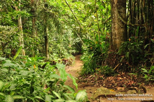 The Philippine Eagle Center Forest