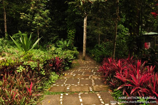 The Pavement at Philippine Eagle Center