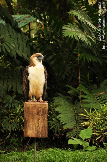 The Philippine Eagle