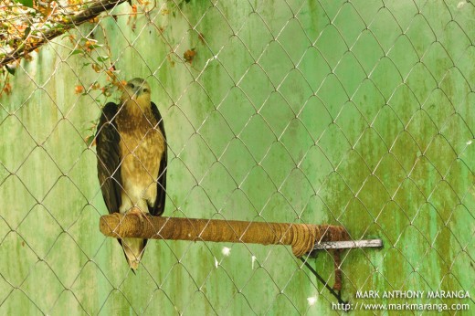 White-bellied Sea Eagle