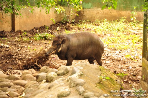 Wild Boar (Baboy Ramo)