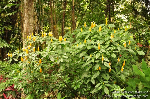 Yellow Flowers