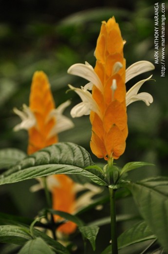 Yellow-Orage Flora