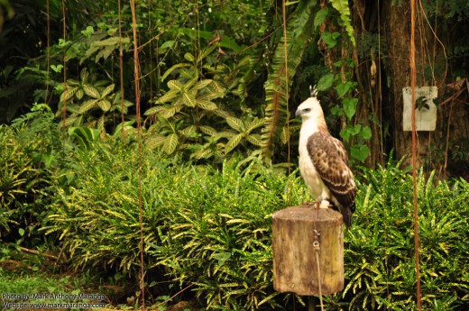 Young Philippine Eagle