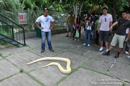 Albino Burmese Phyton on the lose