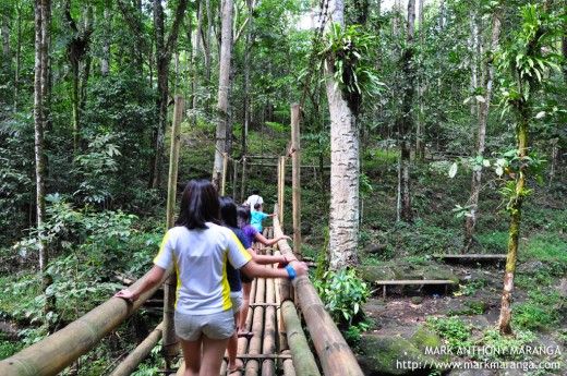 Bamboo Bridge