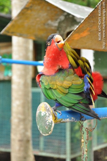 Colorful Parrot