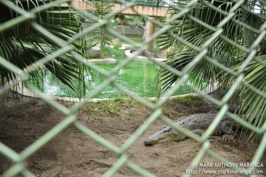 Crocodile inside a Cage