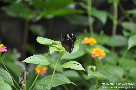 Davao Butterfly House