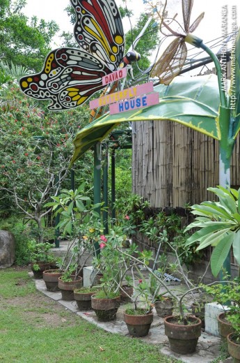 Davao Butterfly House Plant Decoration