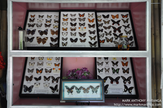 Different Types of Butterflies