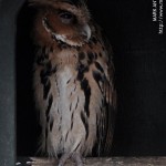 Eurasian Eagle Owl