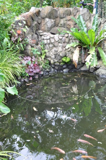 Koi Pond