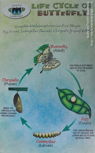 Life Cycle of a Butterfly