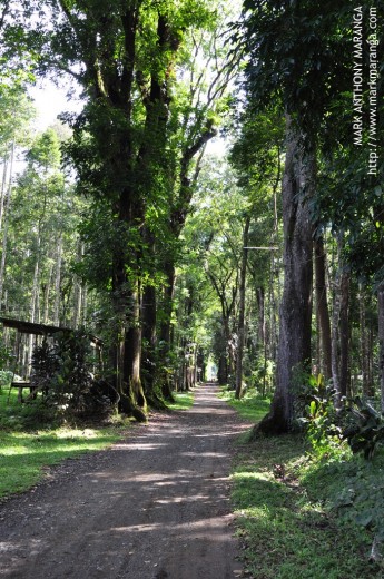 Man-made and Natural Forest