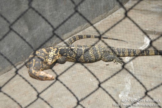 Monitor Lizards