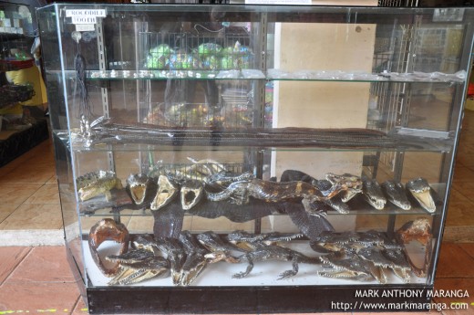 Mummified Crocodiles and Crocodile Tooth