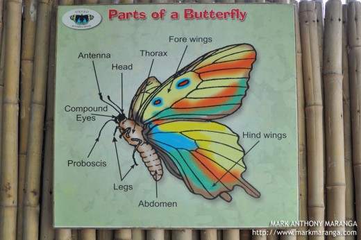 Parts of a Butterfly