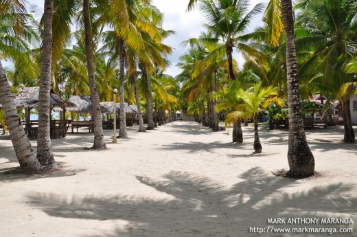 Row of Trees at Sugar Beach