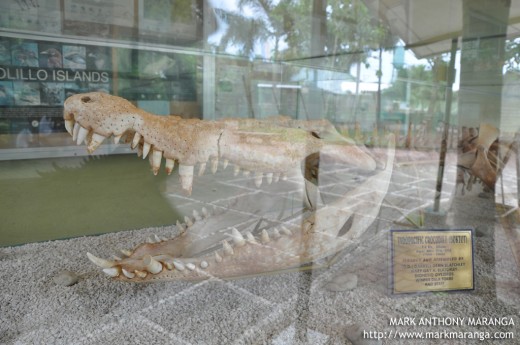 Skeleton of a Crocodile