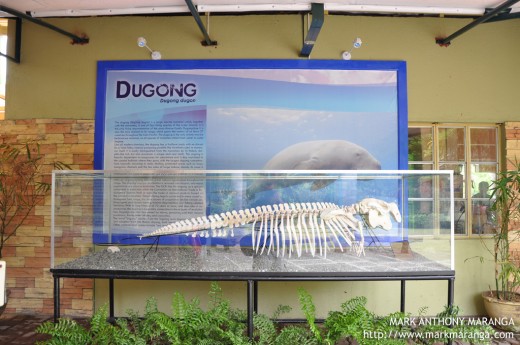Skeleton of a Dugong