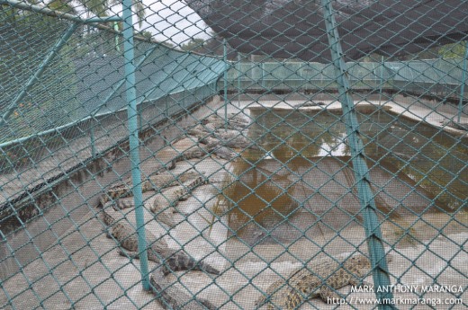 Smaller Crocodiles