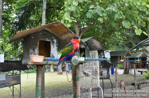 The Birds that greet the Visitors