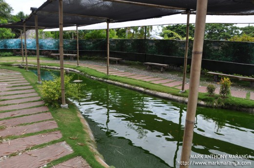 Water Dragon, Fish and Turtle Pond