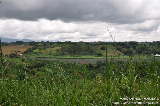 A view of Pineapples, Grasses, Trees of Bukidnon's Mountain